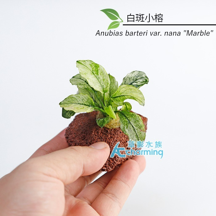 【AC草影】白斑小榕沉木【一棵】主景草 耐熱 不需二氧化碳 陰性水草 陰性草 真水草 綠水草  水生植物 陰性草 耐熱-規格圖5