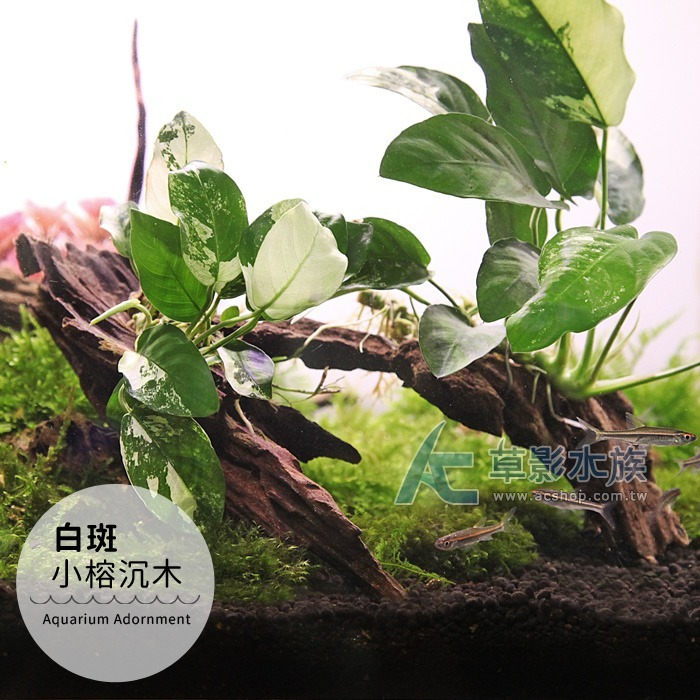 【AC草影】白斑小榕沉木【一棵】主景草 耐熱 不需二氧化碳 陰性水草 陰性草 真水草 綠水草  水生植物 陰性草 耐熱-規格圖5