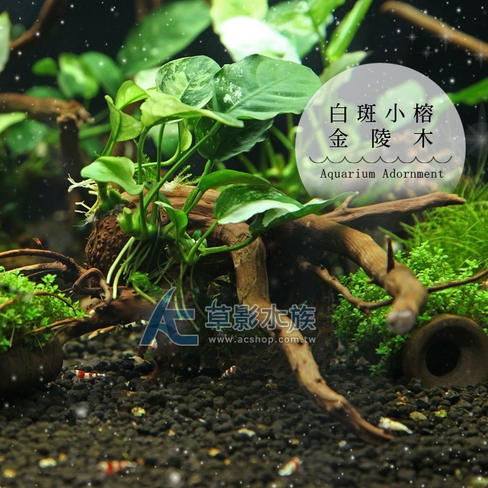 【AC草影】白斑小榕沉木【一棵】主景草 耐熱 不需二氧化碳 陰性水草 陰性草 真水草 綠水草  水生植物 陰性草 耐熱-規格圖5