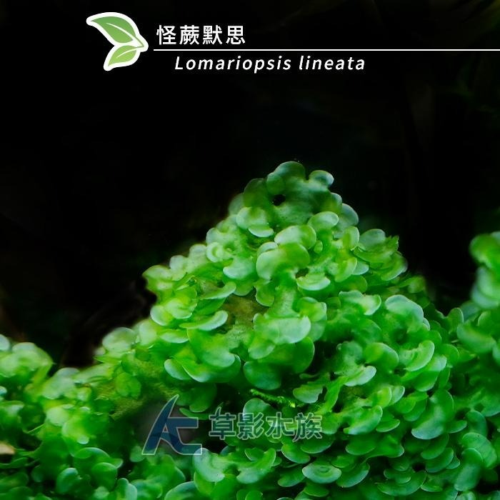 【AC草影】怪蕨默思石【兩顆】陰性水草 不用CO2 新手水草 水草造景 怪蕨莫斯石頭 耐熱 不用CO2 真水草 前景草-細節圖2