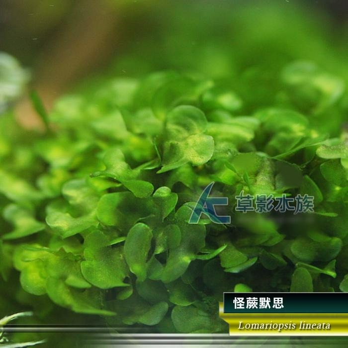 【AC草影】怪蕨默思石【兩顆】陰性水草 不用CO2 新手水草 水草造景 怪蕨莫斯石頭 耐熱 不用CO2 真水草 前景草-細節圖3