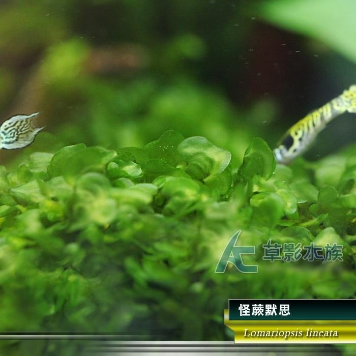 【AC草影】怪蕨默思石【兩顆】陰性水草 不用CO2 新手水草 水草造景 怪蕨莫斯石頭 耐熱 不用CO2 真水草 前景草-細節圖4