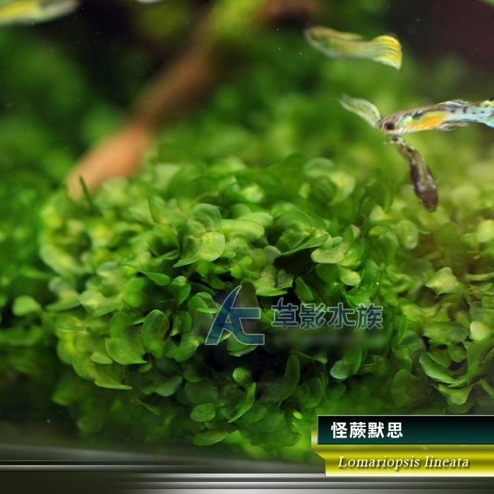 【AC草影】怪蕨默思石【兩顆】陰性水草 不用CO2 新手水草 水草造景 怪蕨莫斯石頭 耐熱 不用CO2 真水草 前景草-細節圖5