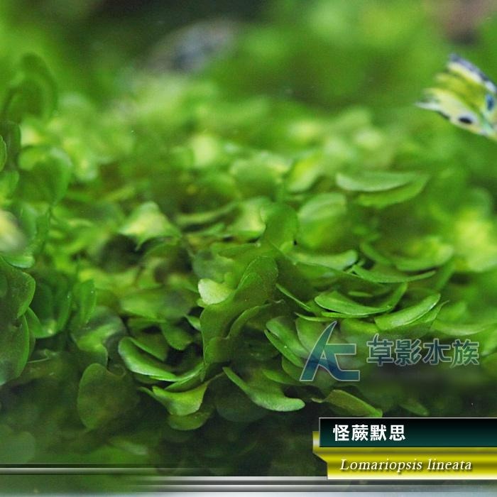 【AC草影】怪蕨默思石【兩顆】陰性水草 不用CO2 新手水草 水草造景 怪蕨莫斯石頭 耐熱 不用CO2 真水草 前景草-細節圖6