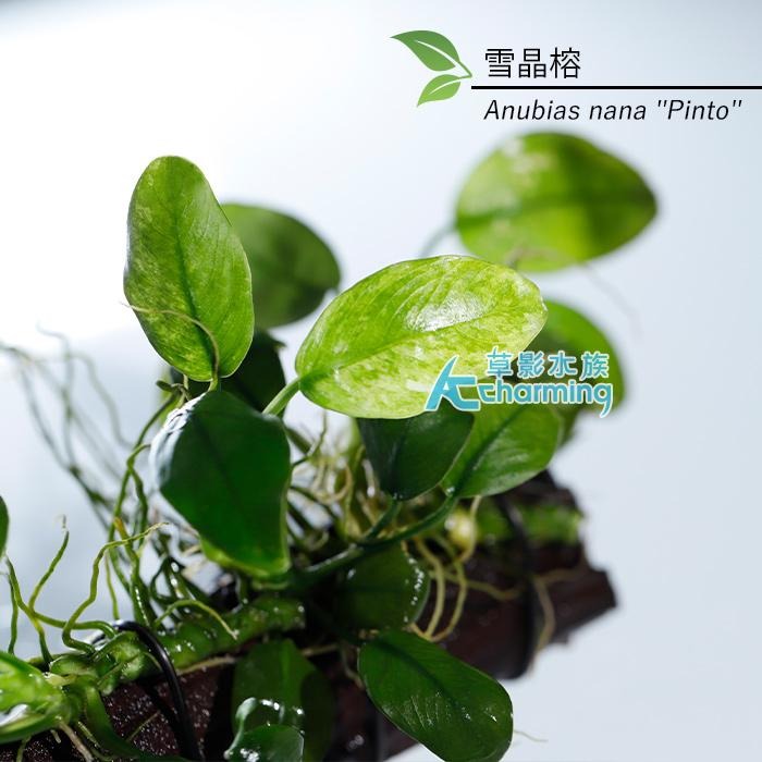 【AC草影】雪晶榕【一棵】陰性水草 陰性草  中景草 魚缸裝飾 魚缸水草 造景裝飾 小水草 水生植物 綠水草 真水草-細節圖3
