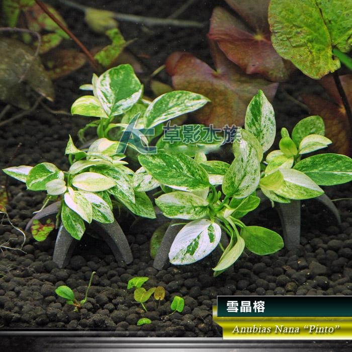 【AC草影】雪晶榕【一棵】陰性水草 陰性草  中景草 魚缸裝飾 魚缸水草 造景裝飾 小水草 水生植物 綠水草 真水草-細節圖4