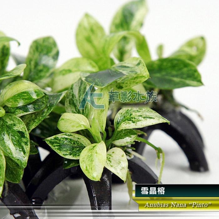 【AC草影】雪晶榕【一棵】陰性水草 陰性草  中景草 魚缸裝飾 魚缸水草 造景裝飾 小水草 水生植物 綠水草 真水草-細節圖5