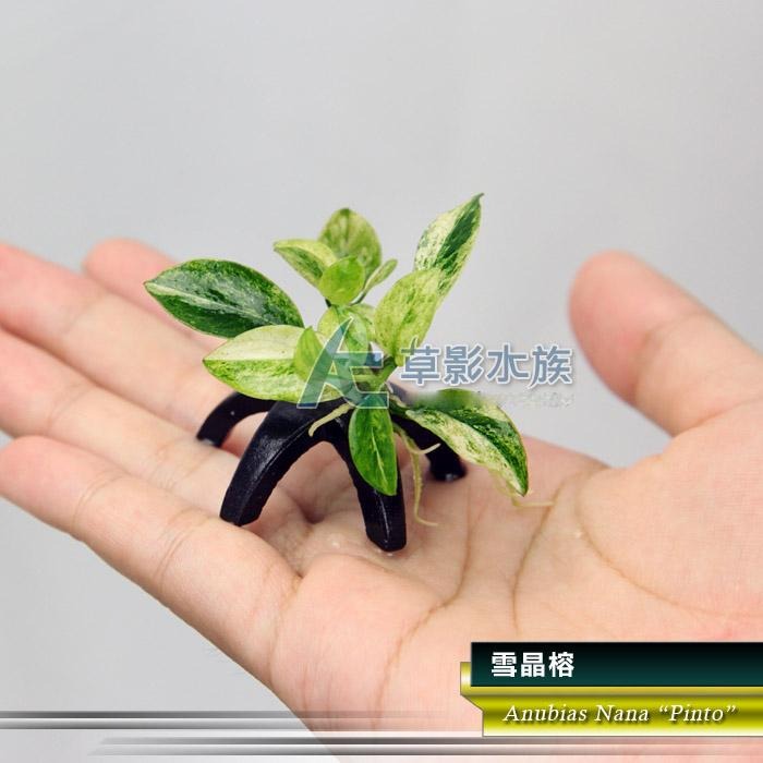 【AC草影】雪晶榕【一棵】陰性水草 陰性草  中景草 魚缸裝飾 魚缸水草 造景裝飾 小水草 水生植物 綠水草 真水草-細節圖7