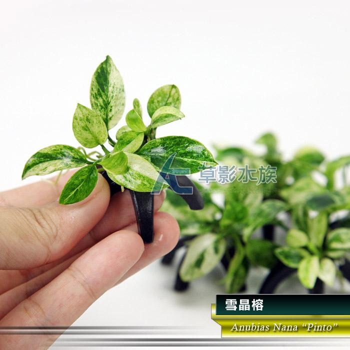 【AC草影】雪晶榕【一棵】陰性水草 陰性草  中景草 魚缸裝飾 魚缸水草 造景裝飾 小水草 水生植物 綠水草 真水草-細節圖8
