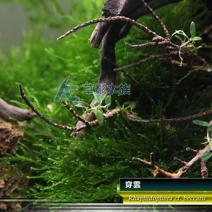 【AC草影】穿雲【一株】AAA01043 陰性水草 陰性草-細節圖4