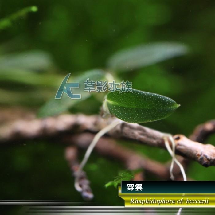 【AC草影】穿雲【一株】AAA01043 陰性水草 陰性草-細節圖5
