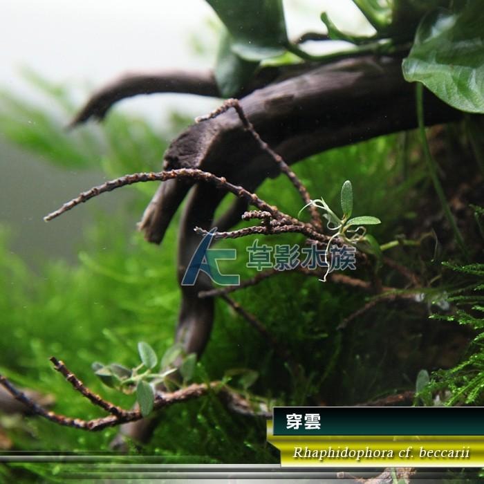 【AC草影】穿雲【一株】AAA01043 陰性水草 陰性草-細節圖6