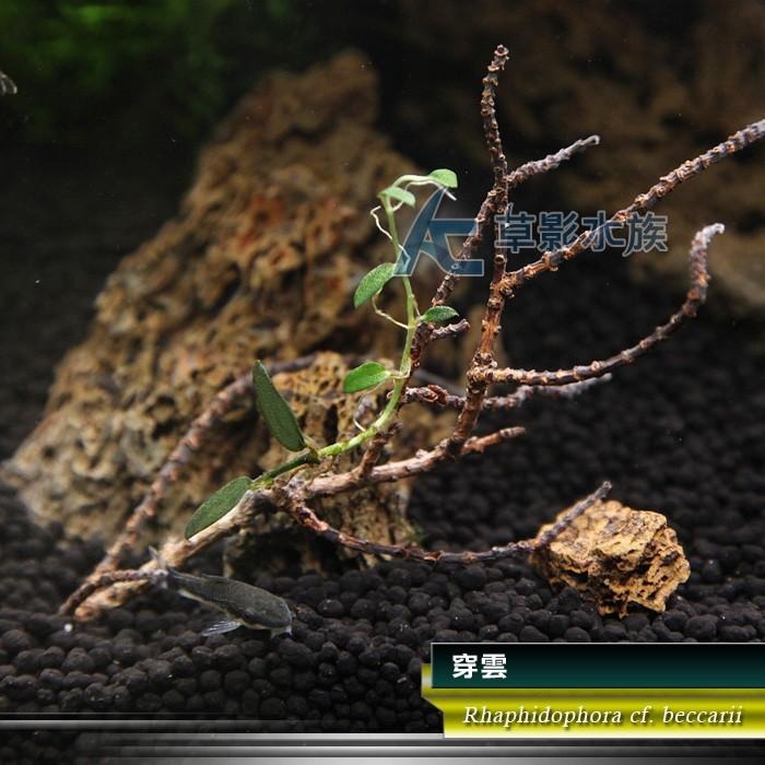 【AC草影】穿雲【一株】AAA01043 陰性水草 陰性草-細節圖7