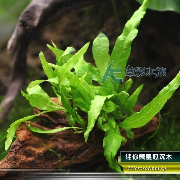 【AC草影】迷你鐵皇冠沉木【一棵】陰性水草 主景草 不須CO2 新手水草 水生植物 陰性草 沉木水草 水草造景 綠水草-細節圖3