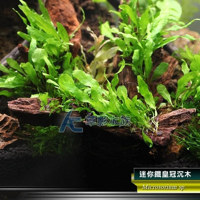 【AC草影】迷你鐵皇冠沉木【一棵】陰性水草 主景草 不須CO2 新手水草 水生植物 陰性草 沉木水草 水草造景 綠水草-細節圖4
