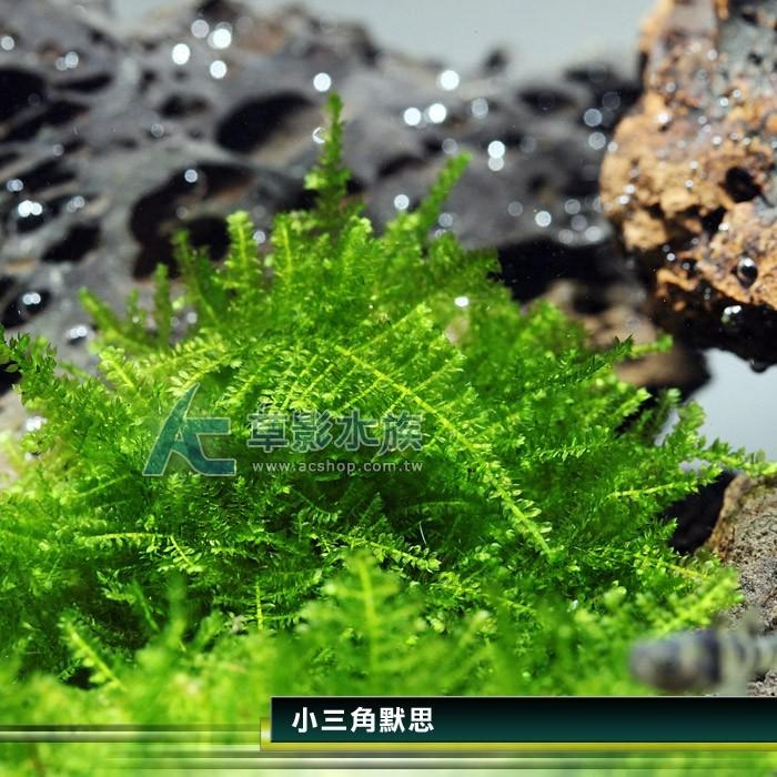 【AC草影】小三角默思石【一顆】小三角石頭 陰性草 不用co2 不須二氧化碳 新手水草 默思 莫斯 前景草 水生植物-細節圖3