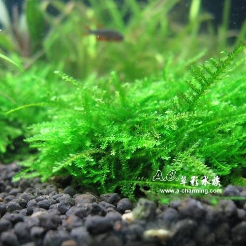 【AC草影】小三角默思石【一顆】小三角石頭 陰性草 不用co2 不須二氧化碳 新手水草 默思 莫斯 前景草 水生植物-細節圖5