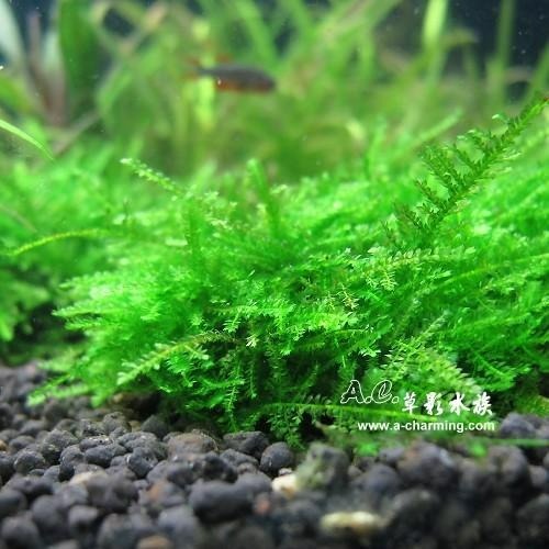 【AC草影】小三角默思石【一顆】小三角石頭 陰性草 不用co2 不須二氧化碳 新手水草 默思 莫斯 前景草 水生植物-細節圖5