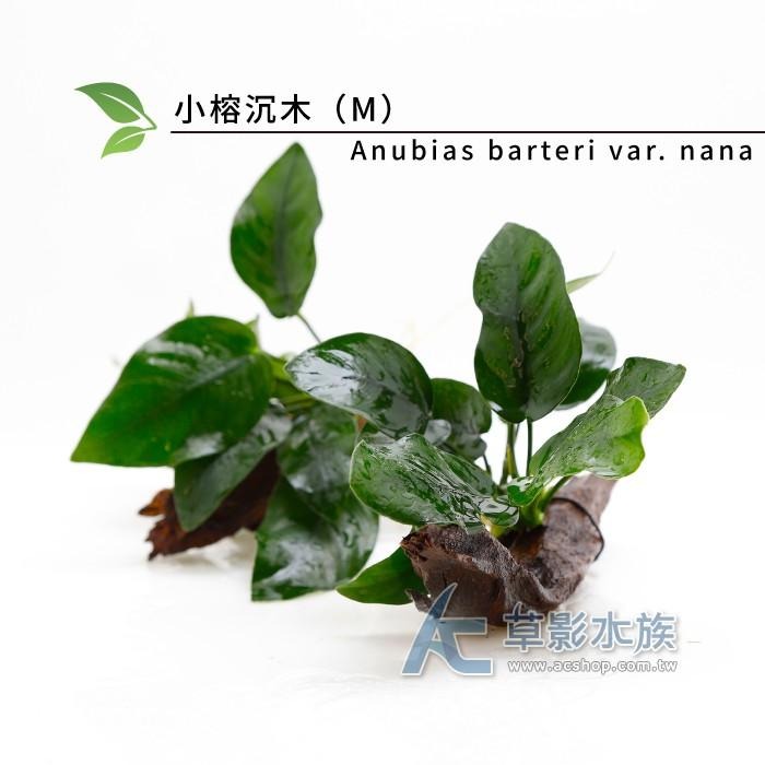 【AC草影】小榕沉木（M）【一棵】陰性水草 陰性草 水草造景 水族裝飾 魚缸擺設 水生植物 耐熱 不須CO2 水生植物-細節圖3