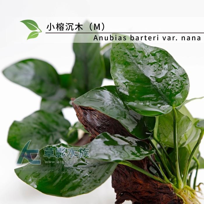 【AC草影】小榕沉木（M）【一棵】陰性水草 陰性草 水草造景 水族裝飾 魚缸擺設 水生植物 耐熱 不須CO2 水生植物-細節圖4