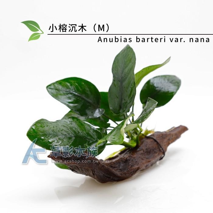 【AC草影】小榕沉木（M）【一棵】陰性水草 陰性草 水草造景 水族裝飾 魚缸擺設 水生植物 耐熱 不須CO2 水生植物-細節圖5