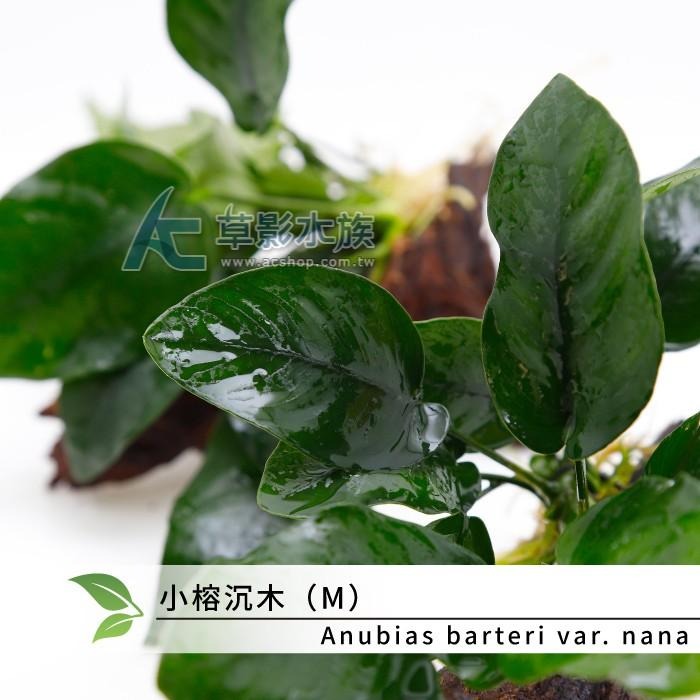 【AC草影】小榕沉木（M）【一棵】陰性水草 陰性草 水草造景 水族裝飾 魚缸擺設 水生植物 耐熱 不須CO2 水生植物-細節圖6