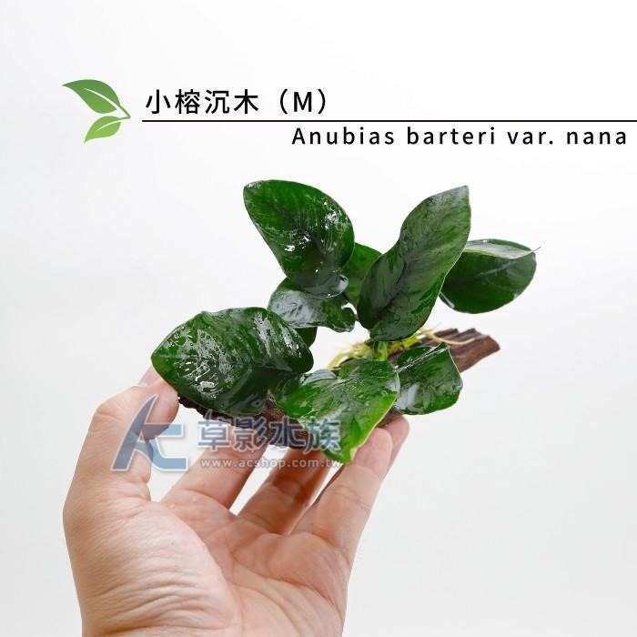 【AC草影】小榕沉木（M）【一棵】陰性水草 陰性草 水草造景 水族裝飾 魚缸擺設 水生植物 耐熱 不須CO2 水生植物-細節圖7