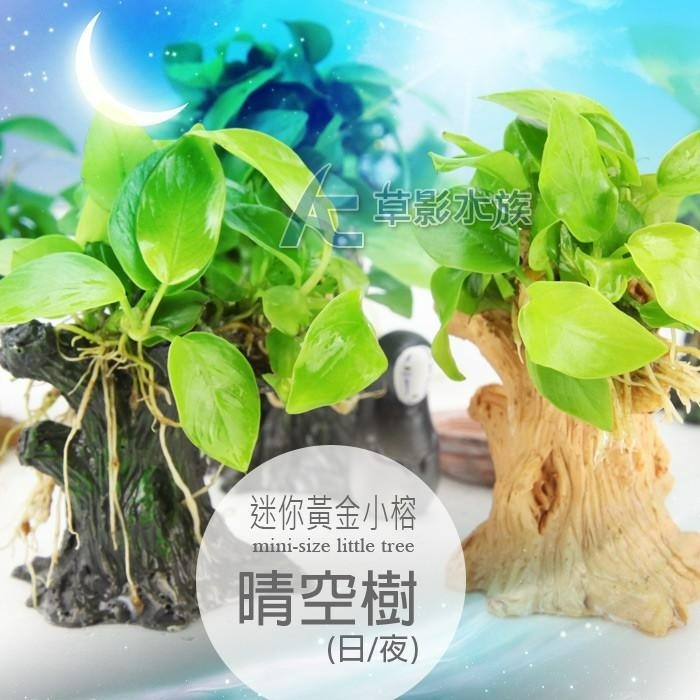 【AC草影】晴空樹（夜）【一棵】陰性水草 陰性草 袖珍黃金小榕 不用二氧化碳 初學水草 陰性草-細節圖2
