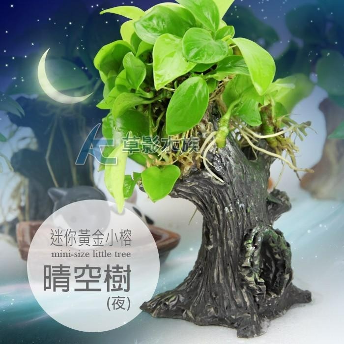 【AC草影】晴空樹（夜）【一棵】陰性水草 陰性草 袖珍黃金小榕 不用二氧化碳 初學水草 陰性草-細節圖3
