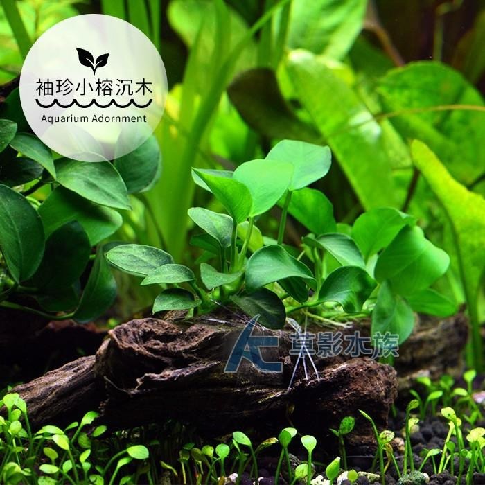 【AC草影】袖珍小榕沉木（M）【一棵】陰性水草 陰性草 不需要二氧化碳 新手水草 前景草 耐熱 不用CO2 水草造景-細節圖3