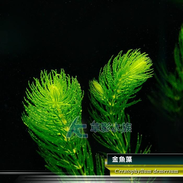 【AC草影】金魚藻【十株】耐熱 金魚草 新手水草 簡單種植 不須CO2 綠水草 水生植物 水草造景 除藻 造景裝飾-細節圖2