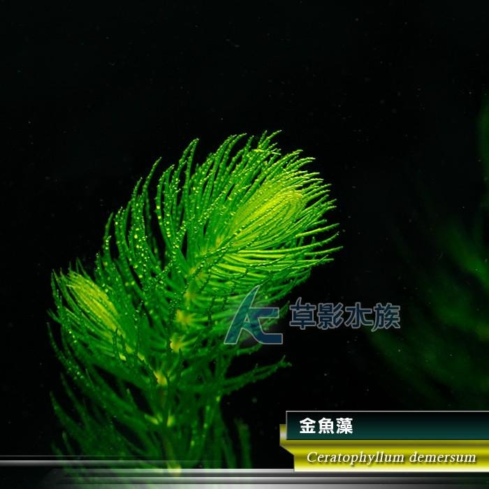 【AC草影】金魚藻【十株】耐熱 金魚草 新手水草 簡單種植 不須CO2 綠水草 水生植物 水草造景 除藻 造景裝飾-細節圖3
