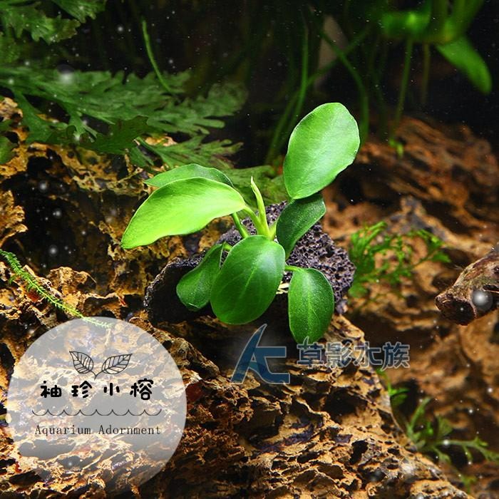 【AC草影】袖珍小榕小不點火山石【一棵】陰性水草 不需要二氧化碳 新手水草 前景草 不用CO2 低光量水草 陰性草-細節圖3
