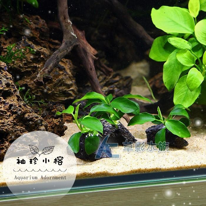 【AC草影】袖珍小榕小不點火山石【一棵】陰性水草 不需要二氧化碳 新手水草 前景草 不用CO2 低光量水草 陰性草-細節圖4