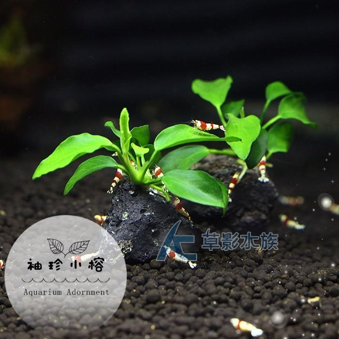 【AC草影】袖珍小榕小不點火山石【一棵】陰性水草 不需要二氧化碳 新手水草 前景草 不用CO2 低光量水草 陰性草-細節圖5