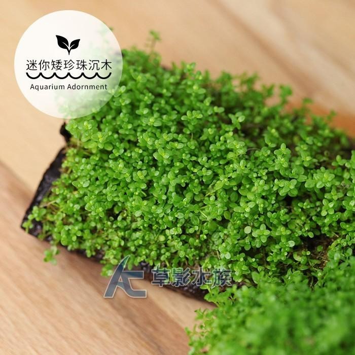 【AC草影】迷你矮珍珠沉木【一棵】中景草 陽性水草 前景草 沉木水草 水草沉木 造景水草 魚缸裝飾 水生植物 水草造景-細節圖2