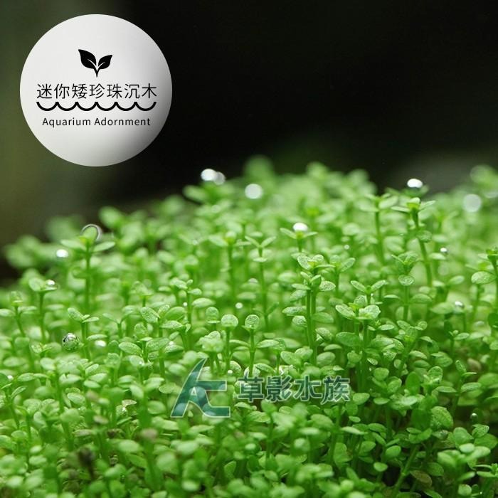 【AC草影】迷你矮珍珠沉木【一棵】中景草 陽性水草 前景草 沉木水草 水草沉木 造景水草 魚缸裝飾 水生植物 水草造景-細節圖3