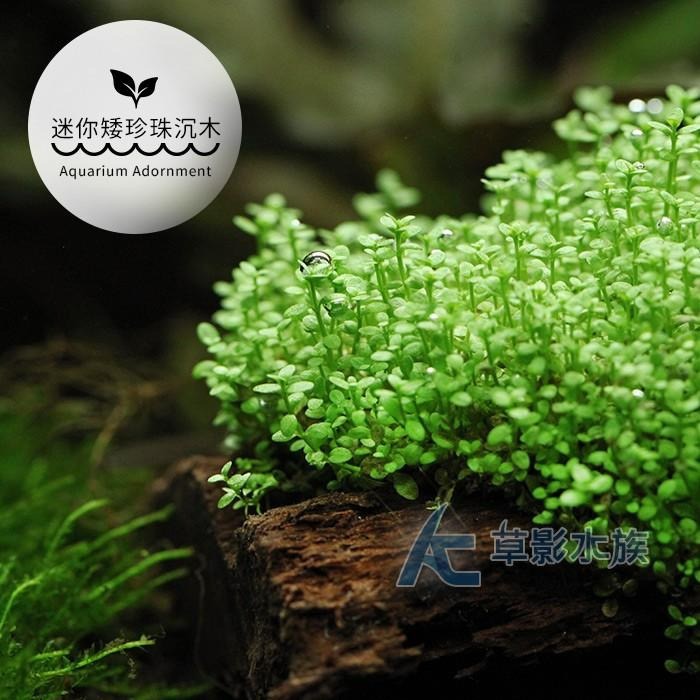 【AC草影】迷你矮珍珠沉木【一棵】中景草 陽性水草 前景草 沉木水草 水草沉木 造景水草 魚缸裝飾 水生植物 水草造景-細節圖4