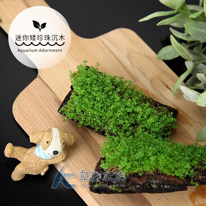 【AC草影】迷你矮珍珠沉木【一棵】中景草 陽性水草 前景草 沉木水草 水草沉木 造景水草 魚缸裝飾 水生植物 水草造景-規格圖4