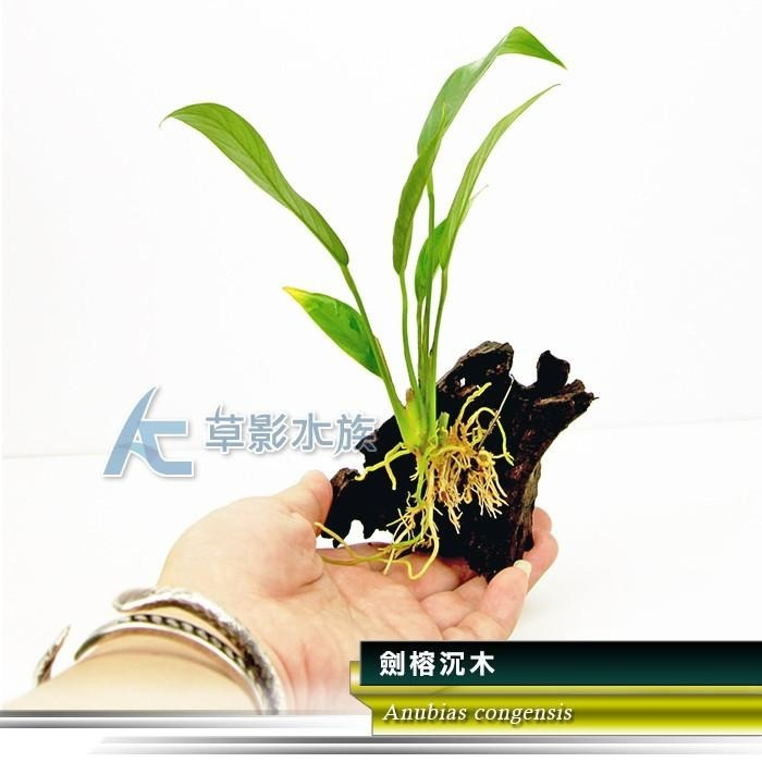 【AC草影】劍榕沉木【一棵】陰性水草 陰性草 耐熱 不用CO2 不須二氧化碳 水生植物 水草造景 綠水草 魚缸裝飾-細節圖2