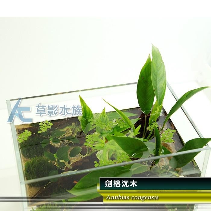 【AC草影】劍榕沉木【一棵】陰性水草 陰性草 耐熱 不用CO2 不須二氧化碳 水生植物 水草造景 綠水草 魚缸裝飾-細節圖3