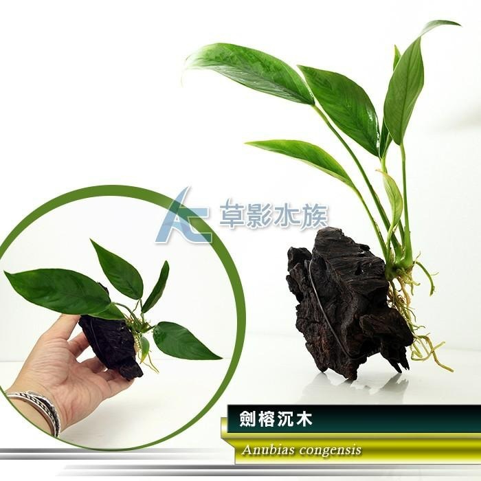 【AC草影】劍榕沉木【一棵】陰性水草 陰性草 耐熱 不用CO2 不須二氧化碳 水生植物 水草造景 綠水草 魚缸裝飾-細節圖6