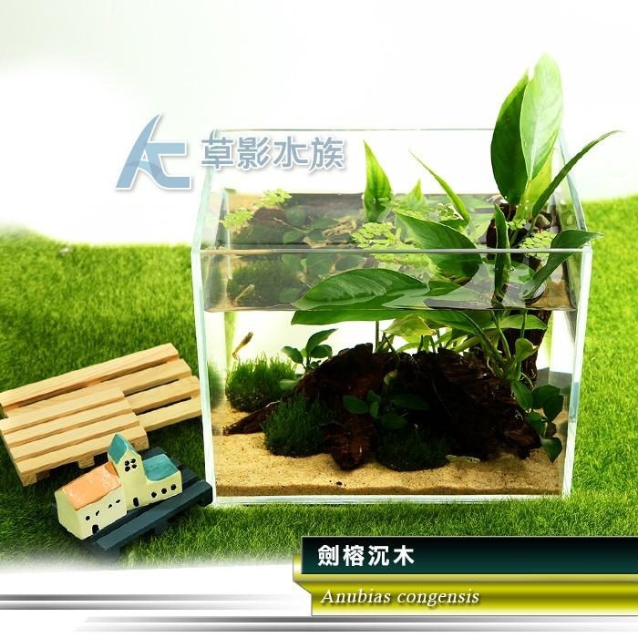 【AC草影】劍榕沉木【一棵】陰性水草 陰性草 耐熱 不用CO2 不須二氧化碳 水生植物 水草造景 綠水草 魚缸裝飾-細節圖7