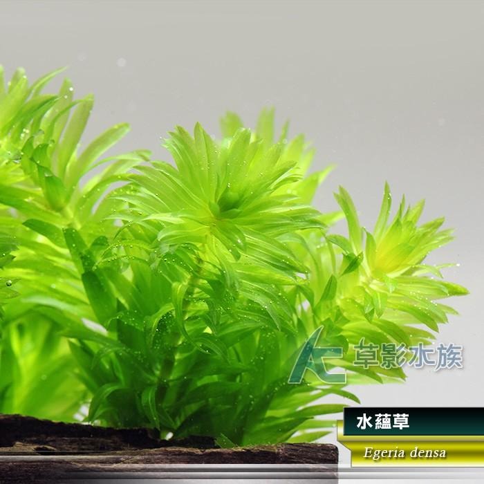【AC草影】水蘊草【十二株】水蘊草陶瓷環 耐熱 不用CO2 不用二氧化碳 中景草 初學者 新手水草 水生植物 水草造景-細節圖2