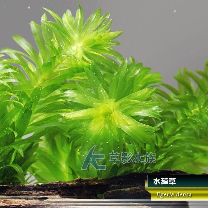 【AC草影】水蘊草【十二株】水蘊草陶瓷環 耐熱 不用CO2 不用二氧化碳 中景草 初學者 新手水草 水生植物 水草造景-細節圖3