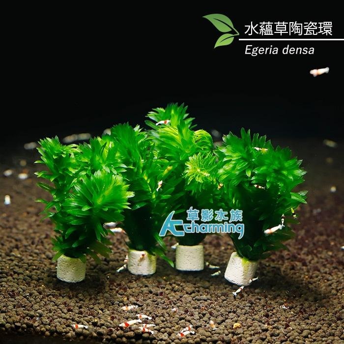 【AC草影】水蘊草【十二株】水蘊草陶瓷環 耐熱 不用CO2 不用二氧化碳 中景草 初學者 新手水草 水生植物 水草造景-細節圖4