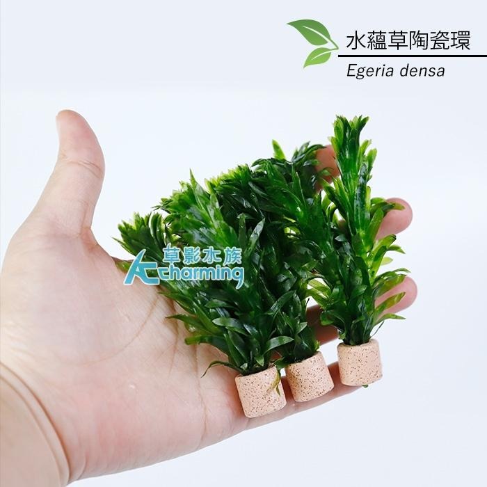 【AC草影】水蘊草【十二株】水蘊草陶瓷環 耐熱 不用CO2 不用二氧化碳 中景草 初學者 新手水草 水生植物 水草造景-細節圖5
