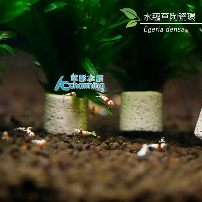 【AC草影】水蘊草【十二株】水蘊草陶瓷環 耐熱 不用CO2 不用二氧化碳 中景草 初學者 新手水草 水生植物 水草造景-細節圖6