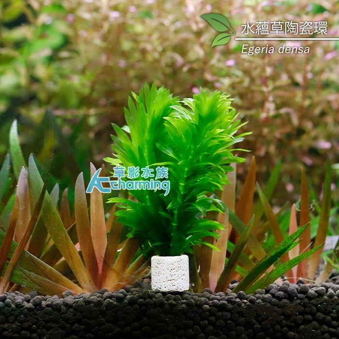 【AC草影】水蘊草【十二株】水蘊草陶瓷環 耐熱 不用CO2 不用二氧化碳 中景草 初學者 新手水草 水生植物 水草造景-規格圖6