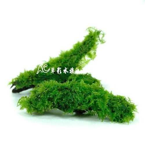 【AC草影】南美正三角默思沉木【一個】陰性水草 不需要二氧化碳 新手水草 低光水草 耐熱不需CO2 陰性草 新手 莫絲-細節圖2